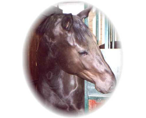 Logo_breed_VWF Logo_breed_VWF
