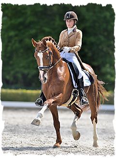 Fokvereniging VWF - Atze van f/g Gerrit van Heijst is erkend voor de  fokrichting Gelders paard