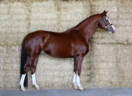 2026 Napoli Sollenburg.stand foto