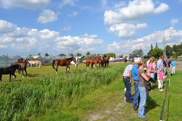 visite bij stal nootdorp 640x427