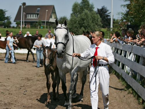 Veulenkeuring